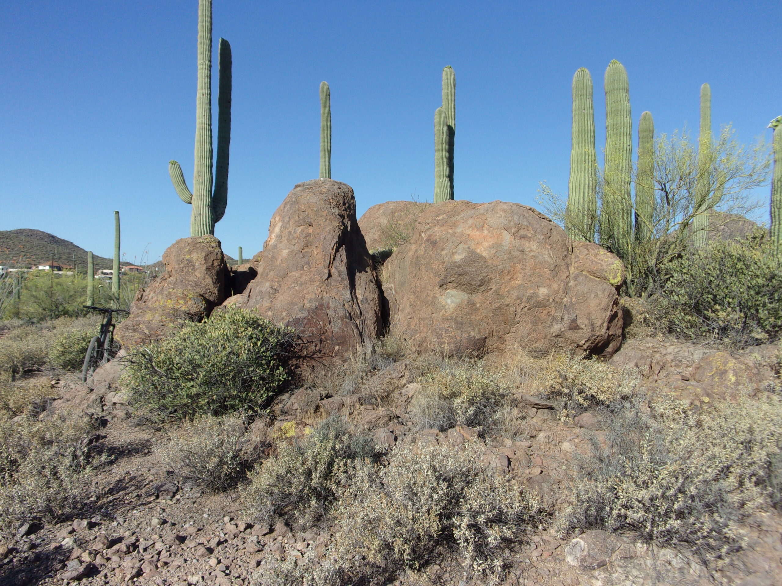 A rocky landscape features large boulders surrounded by desert vegetation, including tall saguaro cacti under a clear blue sky. In the foreground, there are shrubs and sparse ground cover typical of arid environments. The scene captures the rugged beauty of a southwestern desert ecosystem. Enchanted Hills mountain bike trail.