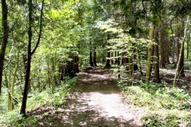 A sunlit forest pathway surrounded by lush greenery and tall trees, featuring a dirt trail that meanders through the dense foliage. Sunlight filters through the leaves, creating dappled shadows on the ground. Lobb Trail mountain bike trail.