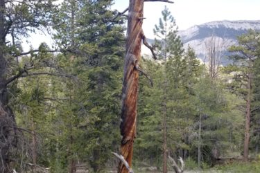 A tall, partially burnt tree stands among a variety of green coniferous trees in a forested area. In the background, mountains are visible under a blue sky with a few clouds. Fallen logs are scattered on the forest floor, adding to the natural landscape. Bristlecone Trail mountain bike trail.