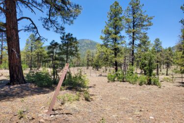 A sunlit forest landscape featuring tall pine trees, with a dirt area in the foreground. A wooden sign stands upright in the center, partially obscured by shrubs. In the background, a mountainous terrain rises under a clear blue sky. Luna Lake Loop Trail #2 mountain bike trail.