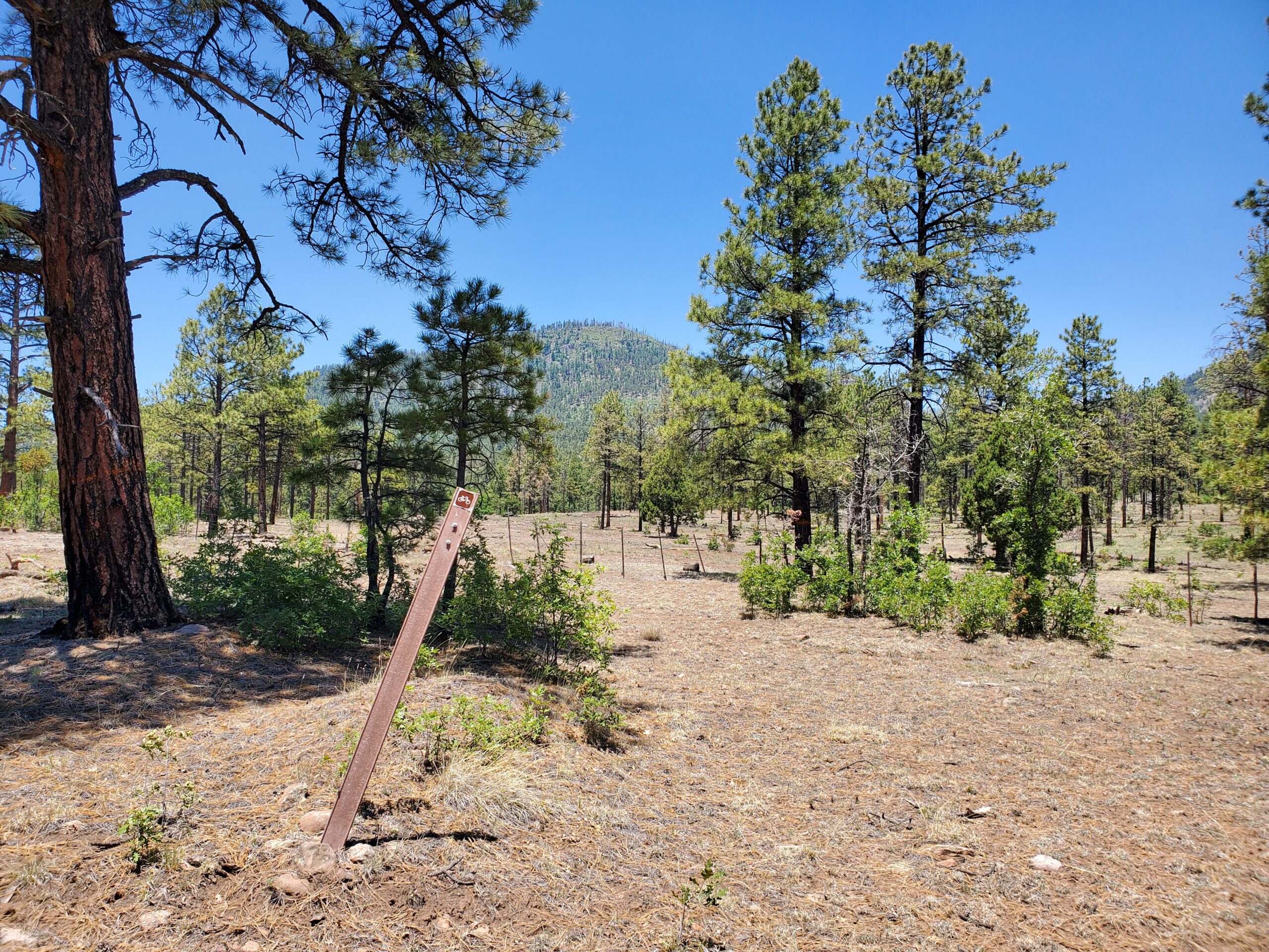 A sunlit forest landscape featuring tall pine trees, with a dirt area in the foreground. A wooden sign stands upright in the center, partially obscured by shrubs. In the background, a mountainous terrain rises under a clear blue sky. Luna Lake Loop Trail #2 mountain bike trail.