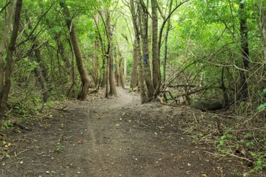 A narrow dirt path winding through a dense, green forest with various trees and underbrush lining both sides. The foliage is vibrant, creating a lush and inviting atmosphere. Lake LaShane Trail mountain bike trail.