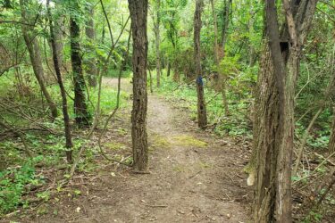 A narrow, winding dirt path surrounded by lush greenery and tall trees, with tangled underbrush on either side. The path leads deeper into the forest, with a blue marker visible on a nearby tree. Lake LaShane Trail mountain bike trail.