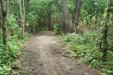 A winding dirt path leads through a densely wooded area, surrounded by lush green foliage and tall trees. The path is bordered by thick underbrush and small plants, creating a natural and untamed atmosphere. Lake LaShane Trail mountain bike trail.