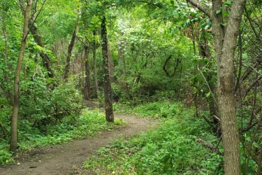 A narrow path winding through a lush, green forest with trees and dense foliage on either side. The scene is vibrant and full of greenery, creating a serene and natural atmosphere. Lake LaShane Trail mountain bike trail.