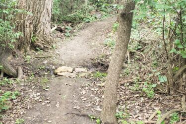 A narrow dirt trail winding through a forest with dense greenery and trees on either side. A small rock is placed on the path, indicating a slight elevation change. The ground is covered with fallen leaves, and a blue marker is visible on one of the trees. Lake LaShane Trail mountain bike trail.