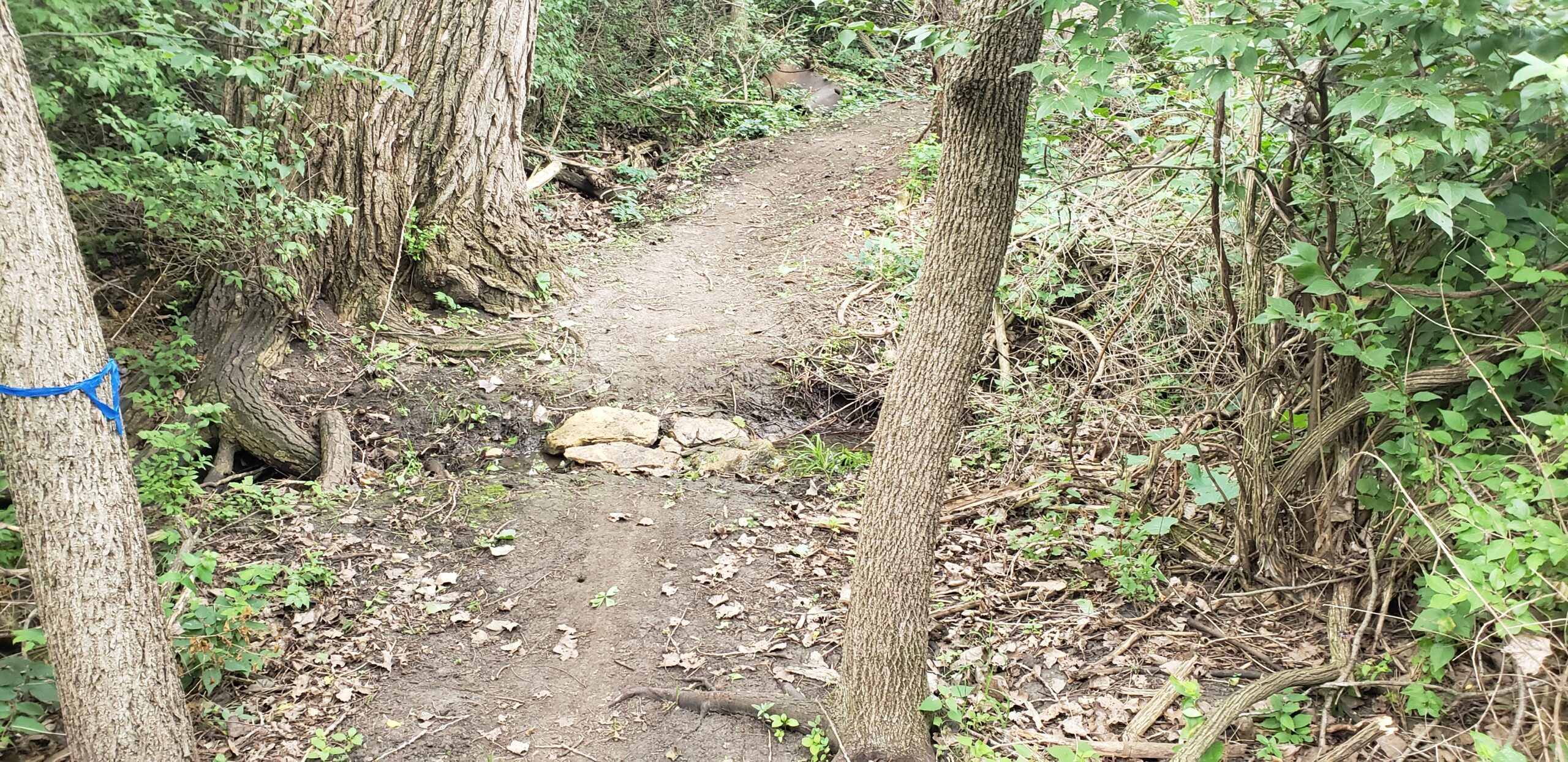 A narrow dirt trail winding through a forest with dense greenery and trees on either side. A small rock is placed on the path, indicating a slight elevation change. The ground is covered with fallen leaves, and a blue marker is visible on one of the trees. Lake LaShane Trail mountain bike trail.