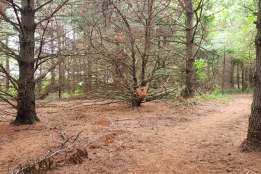 A dense forest scene featuring tall trees with sparse foliage, surrounded by a carpet of pine needles. A narrow, winding pathway leads through the trees, inviting exploration. Some trees appear healthy while others show signs of dryness, with branches extending in various directions. The atmosphere is serene and natural, with patches of greenery visible among the trees. Lake LaShane Trail mountain bike trail.