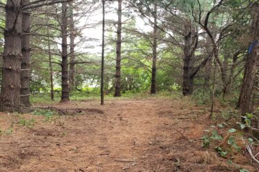 A path through a wooded area, lined with tall trees and a ground covered in pine needles. Lush greenery can be seen in the background, suggesting the proximity of a water source. Lake LaShane Trail mountain bike trail.