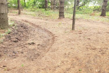 A forested area with a pathway curving through the pine needles and soft earth. Trees are visible in the background, surrounded by greenery and scattered branches. Lake LaShane Trail mountain bike trail.