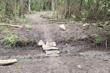 A narrow dirt path through a wooded area, featuring muddy soil and small stones forming a bridge over a shallow stream. Surrounding the path are trees and dense underbrush. Lake LaShane Trail mountain bike trail.