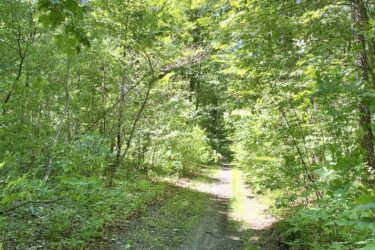 A narrow dirt trail surrounded by lush green trees and sunlight filtering through the leaves, leading deeper into a serene woodland area. Bayfield river mountain bike trail.