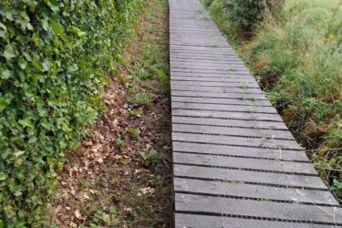A narrow wooden walkway lined by green hedges on both sides, surrounded by grassy areas and trees, leading through a tranquil landscape. Droeshout mtb ride mountain bike trail.
