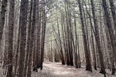 A serene forest path lined with tall trees, featuring a winding trail covered with pine needles and soft soil. The light filters through the branches above, creating a peaceful, natural atmosphere. Lobb Trail mountain bike trail.