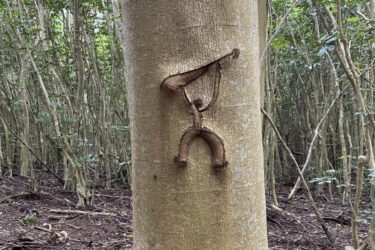 A tree trunk in a forest with a carved figure resembling a person swinging from a branch, surrounded by lush greenery and other trees in the background. Ohana Trail mountain bike trail.