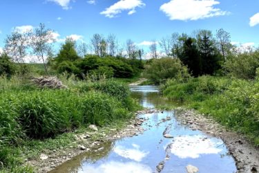 A serene landscape featuring a calm stream reflecting a blue sky with fluffy white clouds. Lush greenery lines the banks of the stream, and patches of muddy gravel create a natural pathway beside the water. Lobb Trail mountain bike trail.