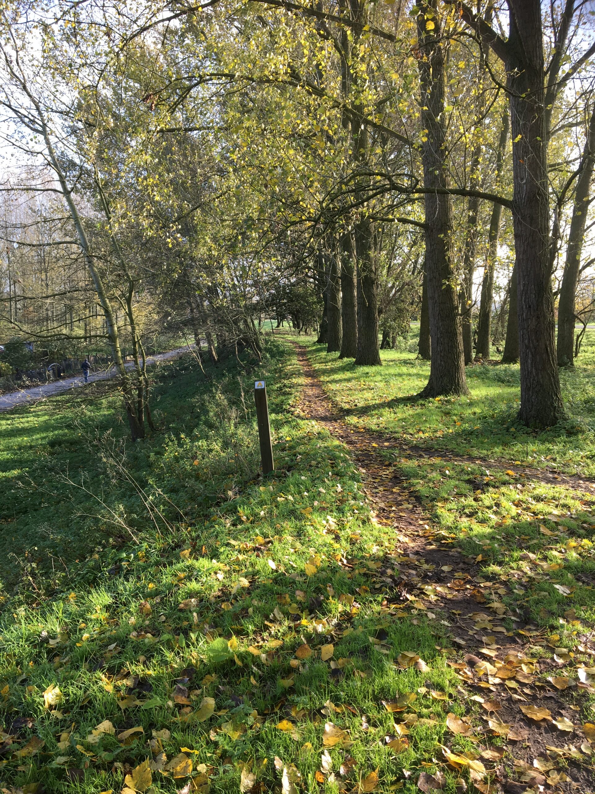 A scenic pathway lined with tall trees, covered in autumn leaves, inviting walkers to enjoy nature. The ground is a mixture of grass and fallen leaves, with a visible signpost along the trail. Sunlight filters through the leaves, creating a warm, serene atmosphere. MTB ride Singletracks Dendermonde mountain bike trail.