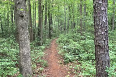 A narrow dirt path winds through a lush green forest, surrounded by tall trees and dense underbrush. The scene is filled with vibrant green leaves, creating a peaceful and serene atmosphere. Camden County College mountain bike trail.