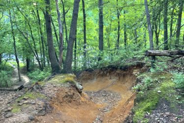 A dirt path winding through a lush green forest, with trees on either side and a noticeable erosion feature a few feet down from the path, revealing earthy tones and scattered rocks. Camden County College mountain bike trail.