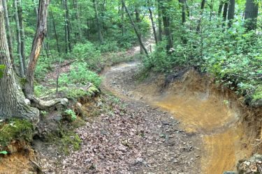 A winding dirt trail surrounded by lush green trees and foliage, with visible soil erosion on the path's edge. Sunlight filters through the leaves, illuminating the natural landscape. Camden County College mountain bike trail.