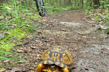 A close-up of a turtle on a forest trail, with a bicycle leaning against a nearby tree. The turtle has a distinctive patterned shell and is positioned in the center of the path, surrounded by leaves and greenery. Camden County College mountain bike trail.