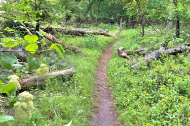 A narrow dirt path winds through a lush, green forest filled with vibrant foliage and scattered fallen logs. The trail is flanked by dense grass and wild plants, creating a serene and natural atmosphere. Sunlight filters through the trees, highlighting the various shades of green in the surroundings. Camden County College mountain bike trail.