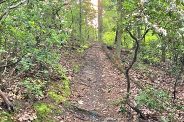 A narrow dirt path lined with lush greenery, leading through a peaceful forest. Sunlight filters through the trees in the background, illuminating the trail and surrounding foliage, which includes blooming white and pink flowers. The forest floor is covered with leaves and moss, creating a serene natural atmosphere. Camden County College mountain bike trail.