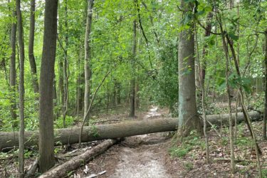A dense forest path surrounded by tall trees, with a large fallen tree blocking part of the trail. The ground is covered in dirt and leaves, with a clear path visible to the side. Bright green foliage fills the scene, indicating a lush, healthy environment. Camden County College mountain bike trail.