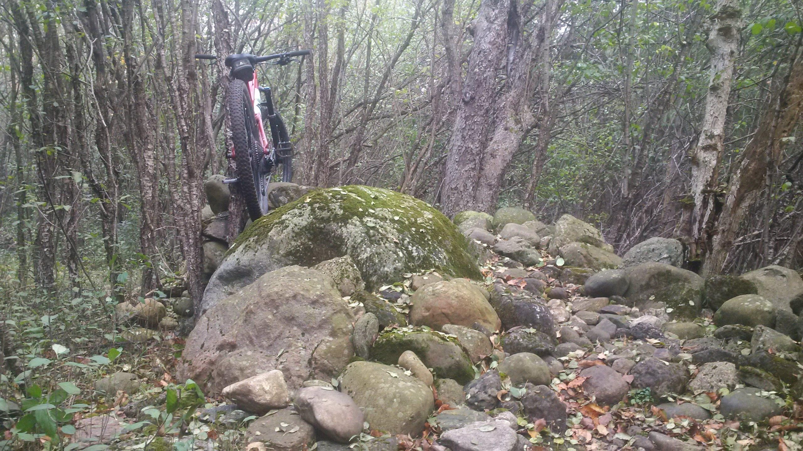 Trek Fuel EX 8 29: A mountain bike leaning against a large moss-covered rock in a forested area filled with trees and scattered rocks. The ground is covered in leaves and small plants, creating a natural, rugged landscape.