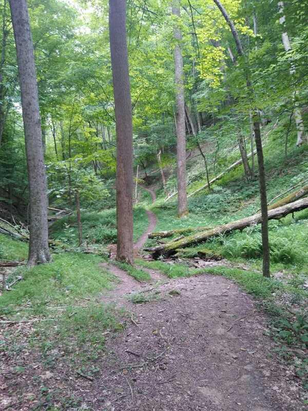 A winding dirt path through a lush green forest, flanked by tall trees and undergrowth. The path meanders down a gentle slope, leading deeper into the vibrant greenery. Sunlight filters through the leaves, creating a serene and tranquil atmosphere. Mountwood mountain bike trail.