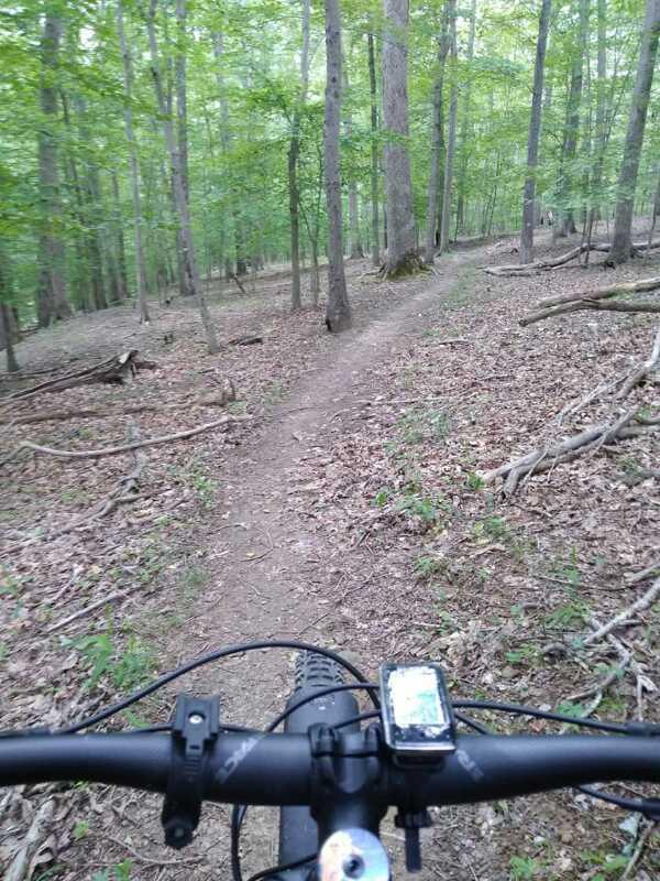 Alt text: "View from the handlebars of a mountain bike on a narrow dirt trail surrounded by green trees and underbrush in a forest." Mountwood mountain bike trail.