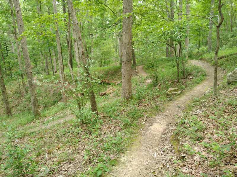 Winding dirt paths amidst a lush green forest, featuring tall trees and scattered rocks along the trail. Sunlight filters through the leaves, creating a serene and inviting outdoor scene. Mountwood mountain bike trail.