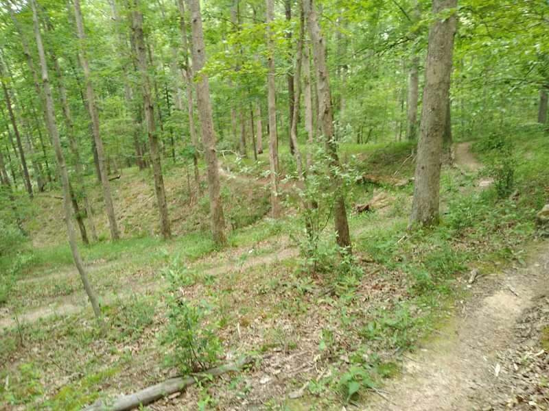 A serene forest scene featuring tall, green trees with a carpet of grass and underbrush. A dirt path winds through the wooded area, leading deeper into the landscape, suggesting a tranquil hiking or nature exploration setting. The foliage is lush and vibrant, indicating a healthy ecosystem. Mountwood mountain bike trail.
