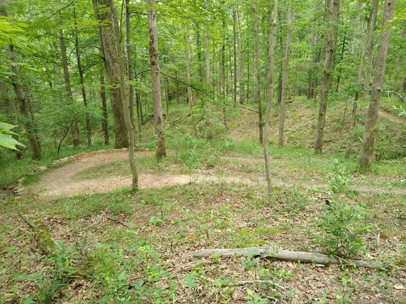 A winding dirt path through a lush green forest, surrounded by tall trees and underbrush, with soft sunlight filtering through the leaves. Mountwood mountain bike trail.