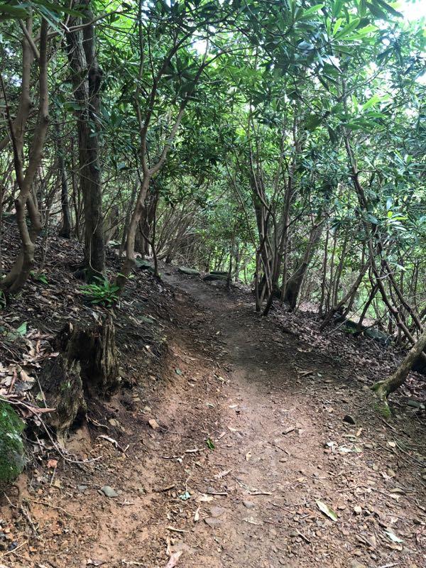 A narrow dirt trail winding through a dense forest of green shrubs and trees, with sunlight filtering through the leaves. The path is surrounded by earthy textures and fallen leaves, creating a natural, serene atmosphere. Rocky Knob Park mountain bike trail.