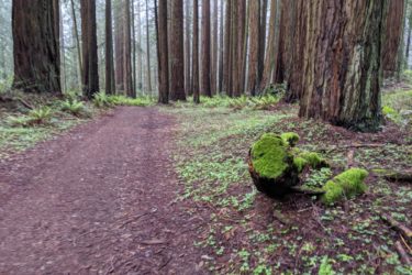A serene forest path winding through tall trees, with a patch of lush green moss covering a stump on the side. Ferns and small plants are visible along the trail, which is bordered by rich, earthy soil and pine needles. The atmosphere is calm and natural, hinting at a misty or overcast day. Bolinas Ridge mountain bike trail.