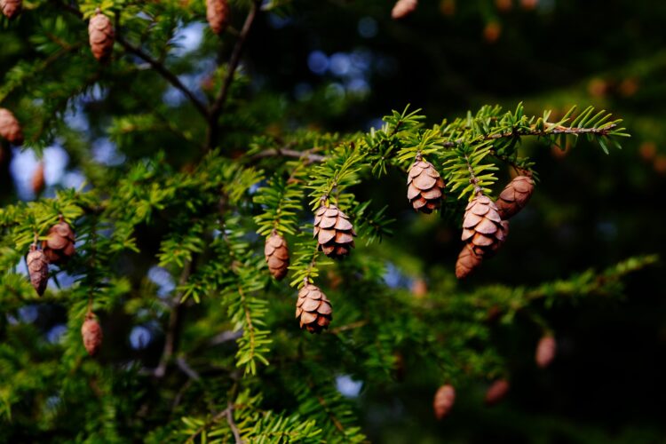 A close-up view of a conifer branch featuring multiple pine cones nestled among vibrant green needles, with a blurred background of additional foliage.