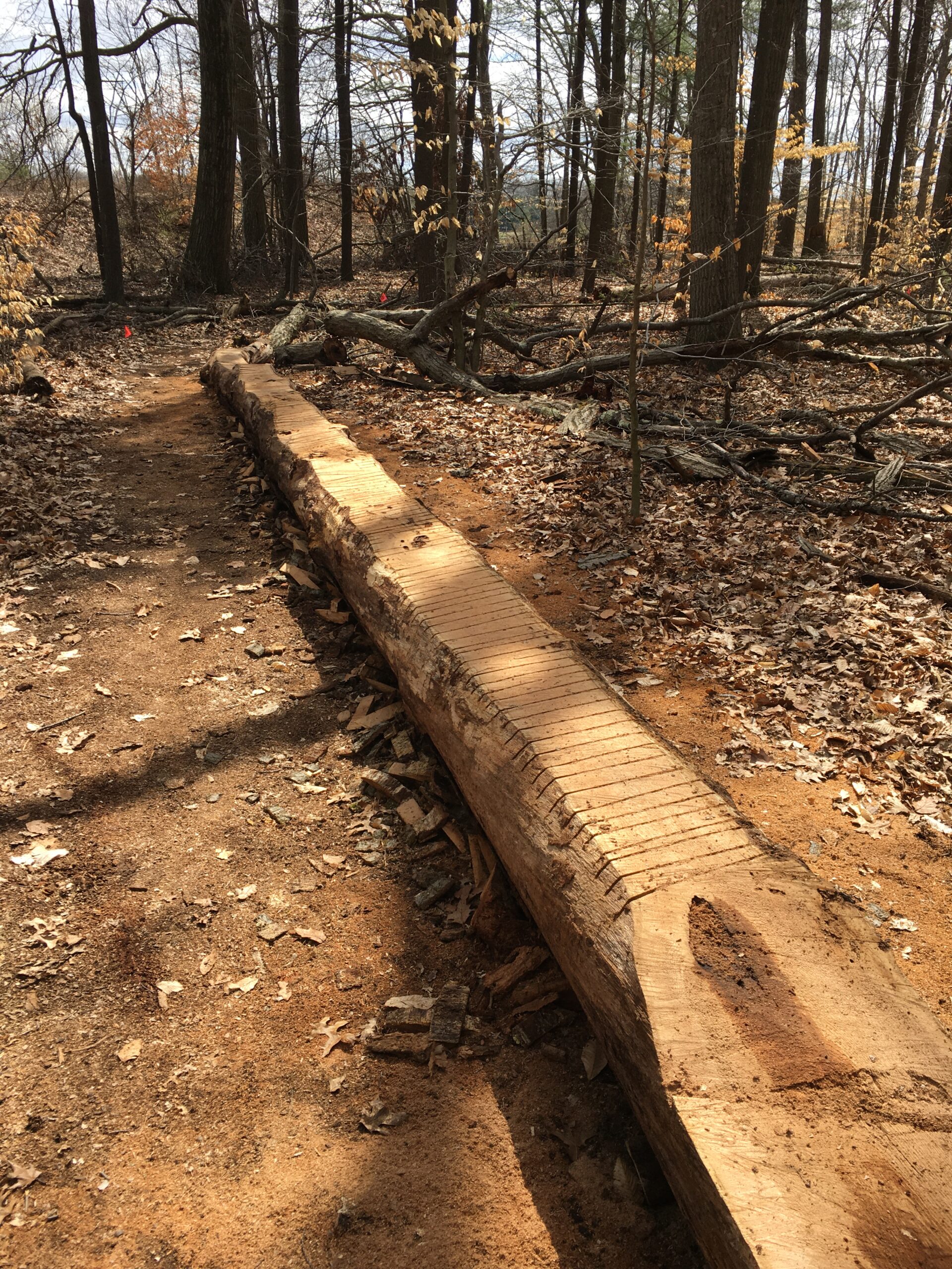 A long, flat wooden log rests on a dirt trail in a forested area, surrounded by fallen leaves and trees. The log is cut and neatly lined along the path, with some bark still attached to its sides. Sunlight filters through the branches, casting shadows on the ground. Div Pond mountain bike trail.