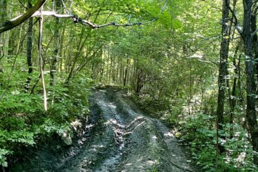 A narrow, muddy trail winding through a lush green forest, surrounded by vibrant trees and dense foliage. The sun filters through the leaves, creating dappled light on the wet ground. Parkhill Conservation area and rail trail mountain bike trail.