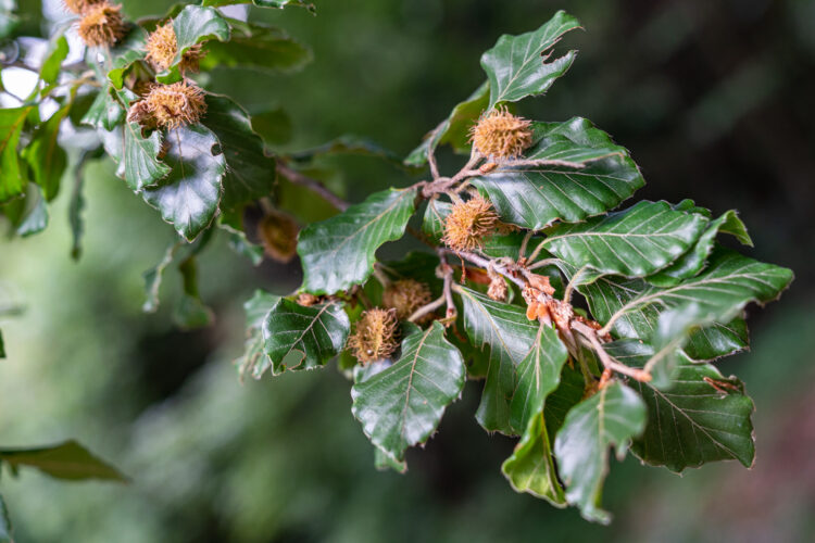 A close-up of a branch with green, glossy leaves and clusters of small, fuzzy brown seed pods, set against a blurred natural background.