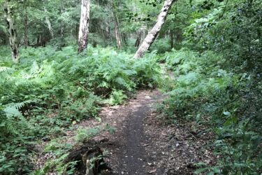A narrow, winding dirt path through a lush green forest dense with ferns and trees. Sunlight filters through the foliage, highlighting the vibrant greenery and creating a tranquil, natural atmosphere. Trent Park mountain bike trail.