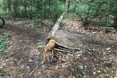 A fallen tree trunk with exposed roots lies across a dirt path in a wooded area, surrounded by greenery and scattered leaves. Trent Park mountain bike trail.