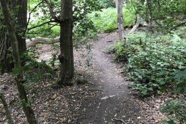 A narrow dirt path winding through a lush green forest, lined with trees and scattered leaves. Sunlight filters through the canopy, illuminating the trail and the surrounding foliage. Trent Park mountain bike trail.