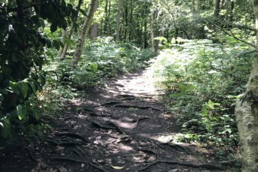 A narrow, winding dirt path through a lush green forest, surrounded by various trees and undergrowth. The sun filters through the leaves, casting dappled light on the ground, where tree roots are visible along the path. Trent Park mountain bike trail.