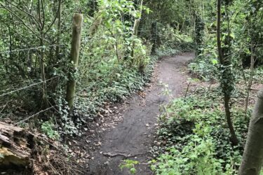 A winding dirt path leads through a lush green forest, surrounded by dense foliage and vine-covered trees. The scene is rich with various shades of green, creating a tranquil and inviting natural atmosphere. Trent Park mountain bike trail.