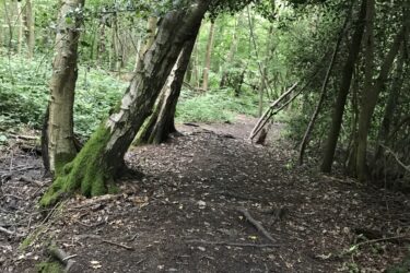 A dirt path winding through a dense forest, lined with tall trees and lush green foliage. A couple of trees are leaning at angles, partially covered in moss, while fallen leaves scatter across the ground. The atmosphere is tranquil and inviting for a nature walk. Trent Park mountain bike trail.