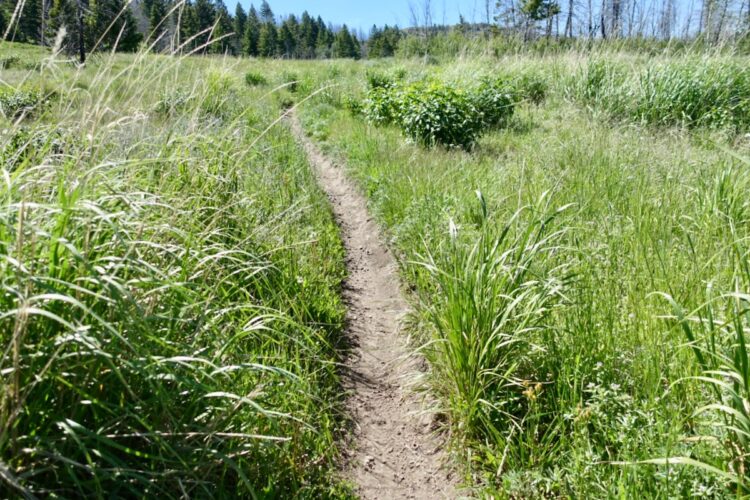 A narrow dirt path winding through tall green grass and wild vegetation, surrounded by trees under a clear blue sky.