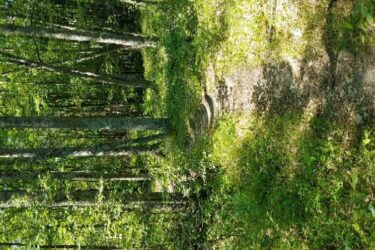 A peaceful forest scene featuring a dirt path winding through lush green vegetation and tall trees. Sunlight filters through the leaves, casting dappled shadows on the ground, creating a serene natural environment. Mid Michigan Community College mountain bike trail.