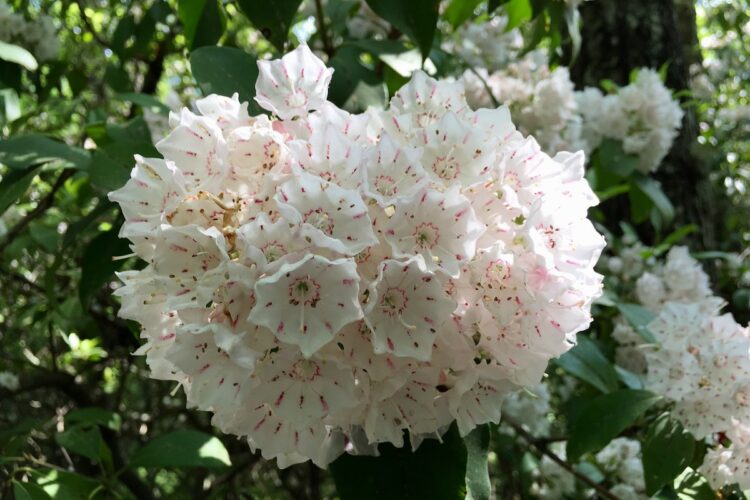 A cluster of white blooms with delicate, ruffled petals and hints of pink markings, surrounded by green foliage in a natural setting.