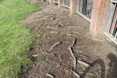 A patch of ground featuring exposed tree roots intertwined with dirt and grass, alongside a low brick wall with metal railings. The area appears well-maintained, with green grass visible in the background. Grass Peak Trail mountain bike trail.